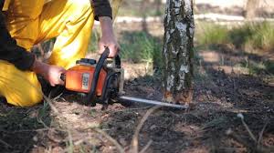 Best Lawn Disease Treatment  in Cuba City, WI