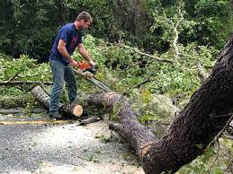 Best Stump Grinding and Removal  in Cuba City, WI