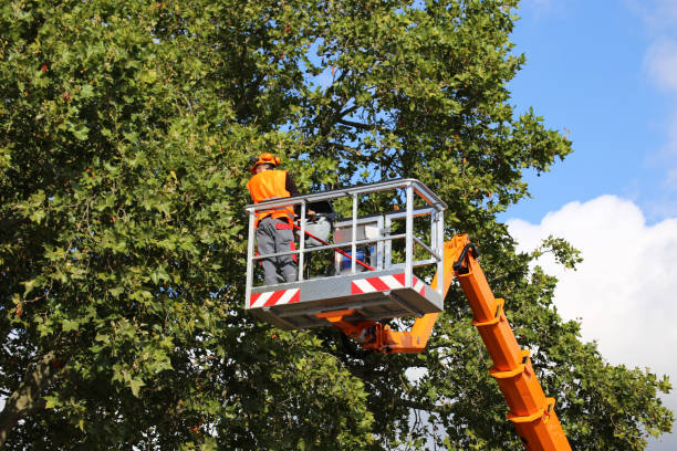 How Our Tree Care Process Works  in  Cuba City, WI